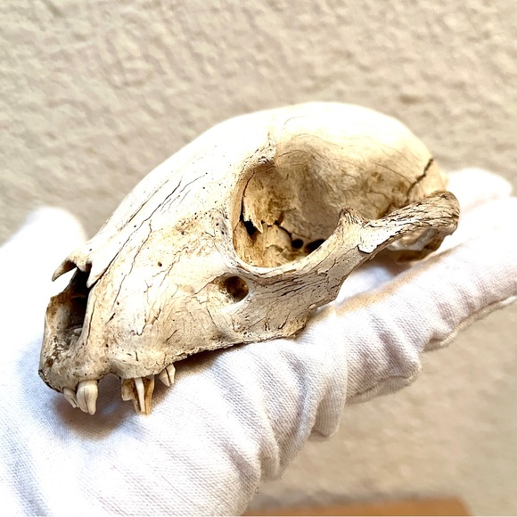 Skull. Small Animal. Found in High Desert. Art Prop or collect. Cool! - Picture 8 of 10